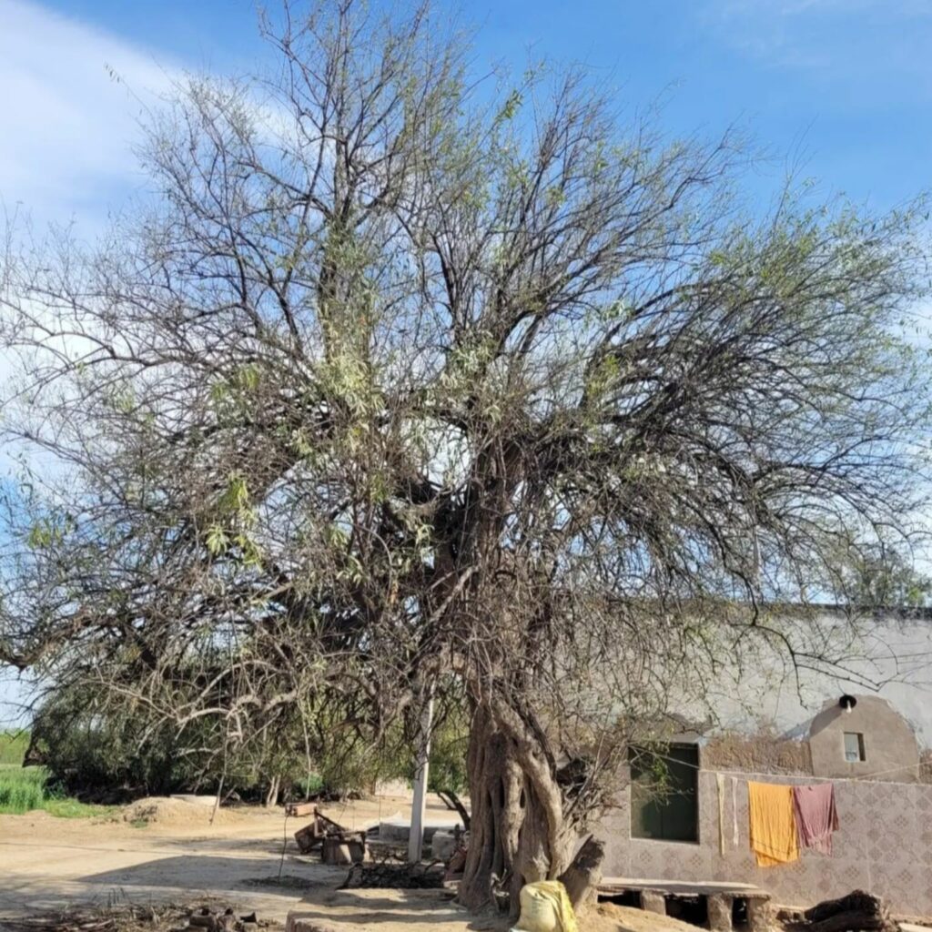 The Local Village of Barsana: A famous place for Lathmaar Holi